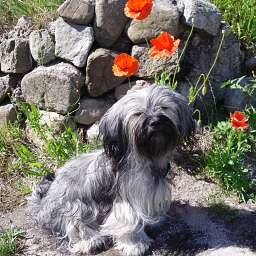 Dänemark, Wilma