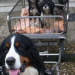 Welpe, Smilla, Adele