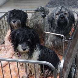 Wilma, Smilla, Adele