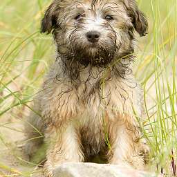 Elise, 2015-08-15 Fototermin, Elbe, Elise