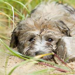 Elise, 2015-08-15 Fototermin, Elbe, Elise