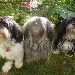 Wilma, Smilla, Adele