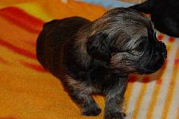 Wilma