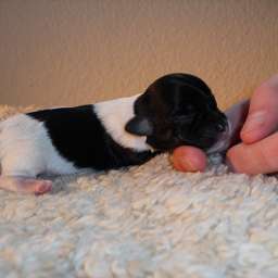 Welpe, Agnetha Aurelia Smilla von Wilmas Wunder