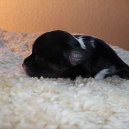 Welpe, Alvin von Wilmas Wunder