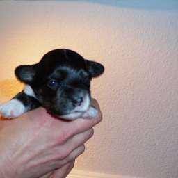 Welpe, Agnetha Aurelia Smilla von Wilmas Wunder