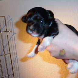 Welpe, Alma Adele von Wilmas Wunder