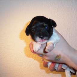 Welpe, Agathe von Wilmas Wunder