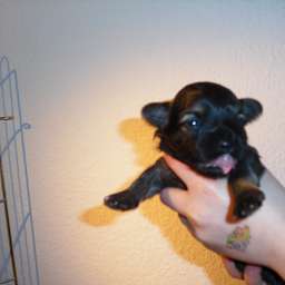 Welpe, August von Wilmas Wunder