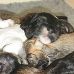 Welpe, Agathe von Wilmas Wunder