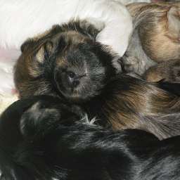 Welpe, Anton von Wilmas Wunder