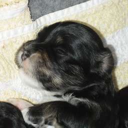 Welpe, Alma Adele von Wilmas Wunder