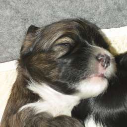 Welpe, Arthur von Wilmas Wunder