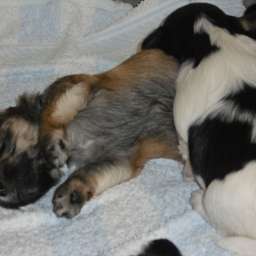 Welpe, Anton von Wilmas Wunder