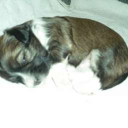 Welpe, Arthur von Wilmas Wunder