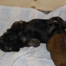 Welpe, August von Wilmas Wunder