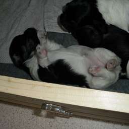 Welpe, Agnetha Aurelia Smilla von Wilmas Wunder