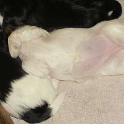 Welpe, Agathe von Wilmas Wunder