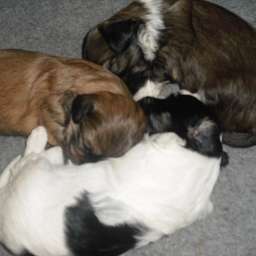 Welpe, Agathe von Wilmas Wunder, Arthur von Wilmas Wunder, Anton von Wilmas Wunder