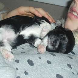 Welpe, Alma Adele von Wilmas Wunder