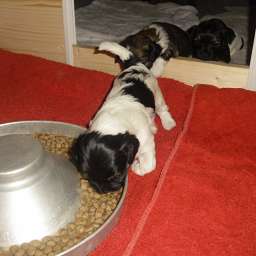 Welpe, Agathe von Wilmas Wunder