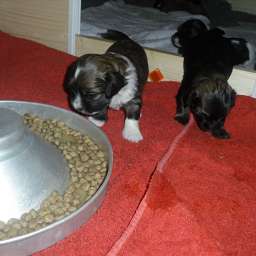 Welpe, August von Wilmas Wunder, Arthur von Wilmas Wunder