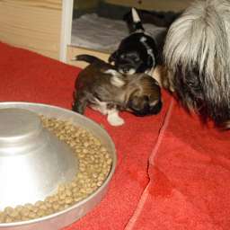 Welpe, Agnetha Aurelia Smilla von Wilmas Wunder, Arthur von Wilmas Wunder