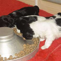 Welpe, Agnetha Aurelia Smilla von Wilmas Wunder, Agathe von Wilmas Wunder, Alma Adele von Wilmas Wunder