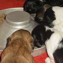 Welpe, Agnetha Aurelia Smilla von Wilmas Wunder, Agathe von Wilmas Wunder, August von Wilmas Wunder, Anton von Wilmas Wunder, Alma Adele von Wilmas Wunder