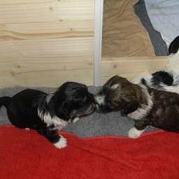 Welpe, Arthur von Wilmas Wunder, Alvin von Wilmas Wunder