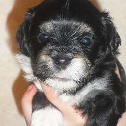 Welpe, Alvin von Wilmas Wunder