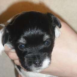 Welpe, Agnetha Aurelia Smilla von Wilmas Wunder