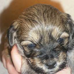 Welpe, Anton von Wilmas Wunder