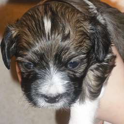 Welpe, Arthur von Wilmas Wunder