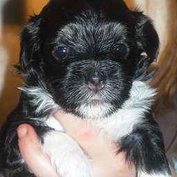 Welpe, Alma Adele von Wilmas Wunder