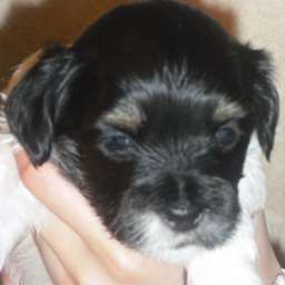 Welpe, Agathe von Wilmas Wunder