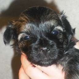 Welpe, August von Wilmas Wunder