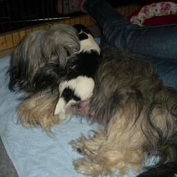 Wilma, Welpe, Agnetha Aurelia Smilla von Wilmas Wunder