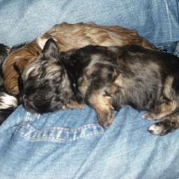 Welpe, August von Wilmas Wunder, Arthur von Wilmas Wunder, Alvin von Wilmas Wunder