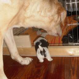 Emilie, Welpe, Agneta Aurelia SMILLA von Wilmas Wunder