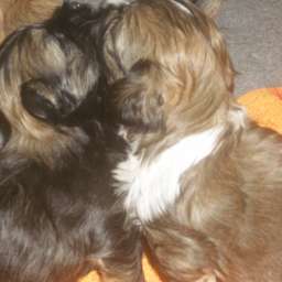 Welpe, Arthur ANTON von Wilmas Wunder, August von Keks von Wilmas Wunder