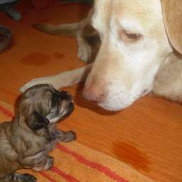 Emilie, Welpe, Anton von Wilmas Wunder