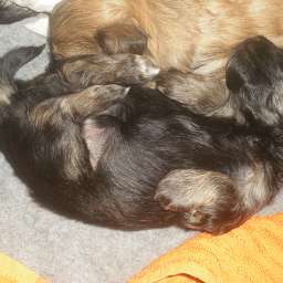 Welpe, August von Keks von Wilmas Wunder