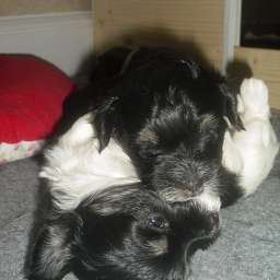 Welpe, Smilla, Adele