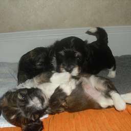 Welpe, Carlos, Keks, Arthur ANTON