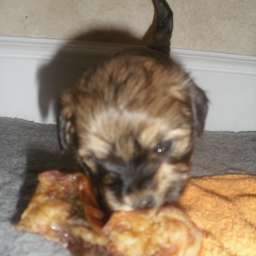 Welpe, Anton von Wilmas Wunder