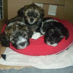 Welpe, Smilla, Arthur ANTON, Anton