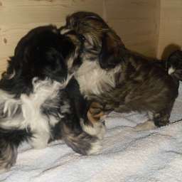 Welpe, Carlos, Arthur ANTON