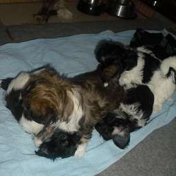 Welpe, Ella, Smilla, Carlos, Arthur ANTON