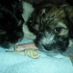 Welpe, Ella, Arthur ANTON